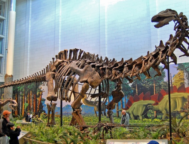 Esqueleto de Apatossauro é retratado no Carnegie Museum of Natural History, em Pittsburgh, nos Estados Unidos - Tadek Kurpaski/ Wikimedia Commons