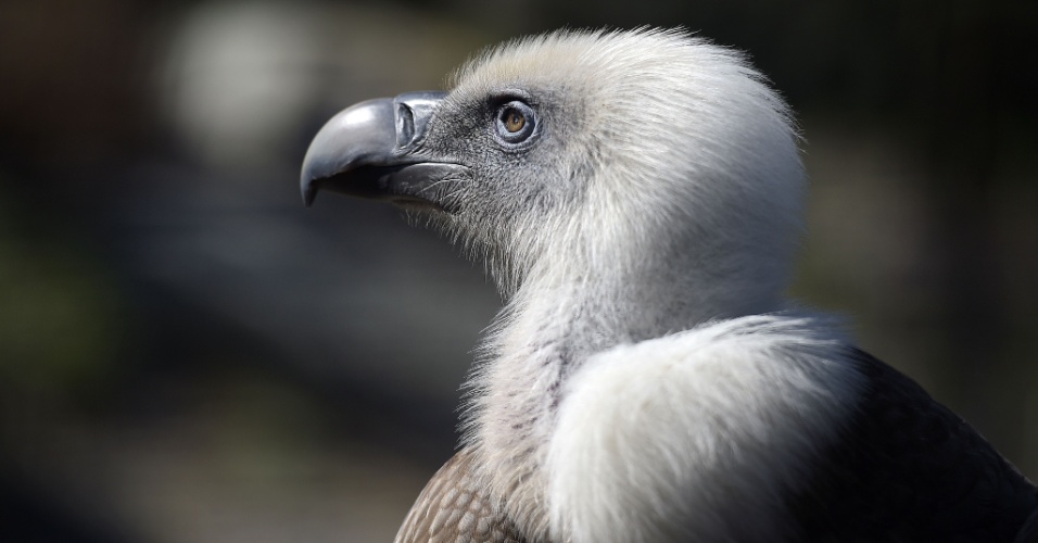 7.abr.2015 - Um abutre é visto no zoológico Vincennes, em Paris, na França