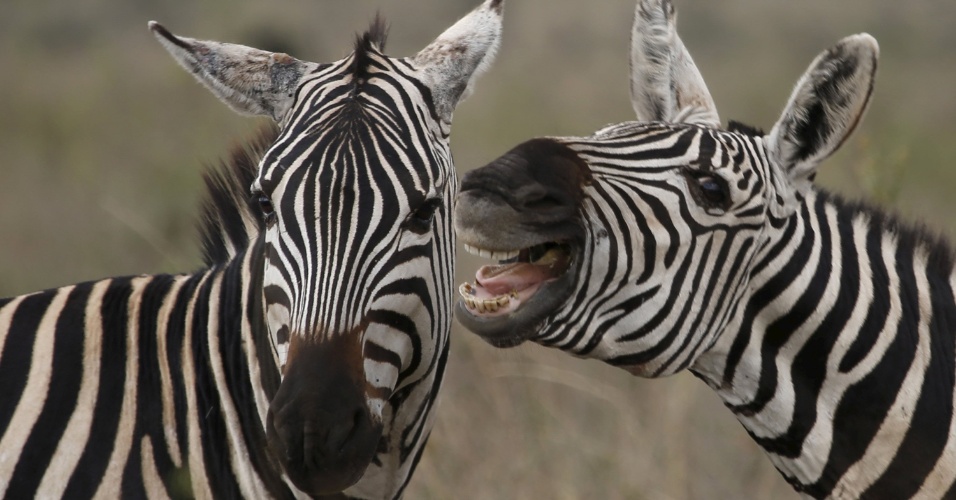 7.abr.2015 - Zebras pastam no Parque Nacional de Nairóbi, no Quênia