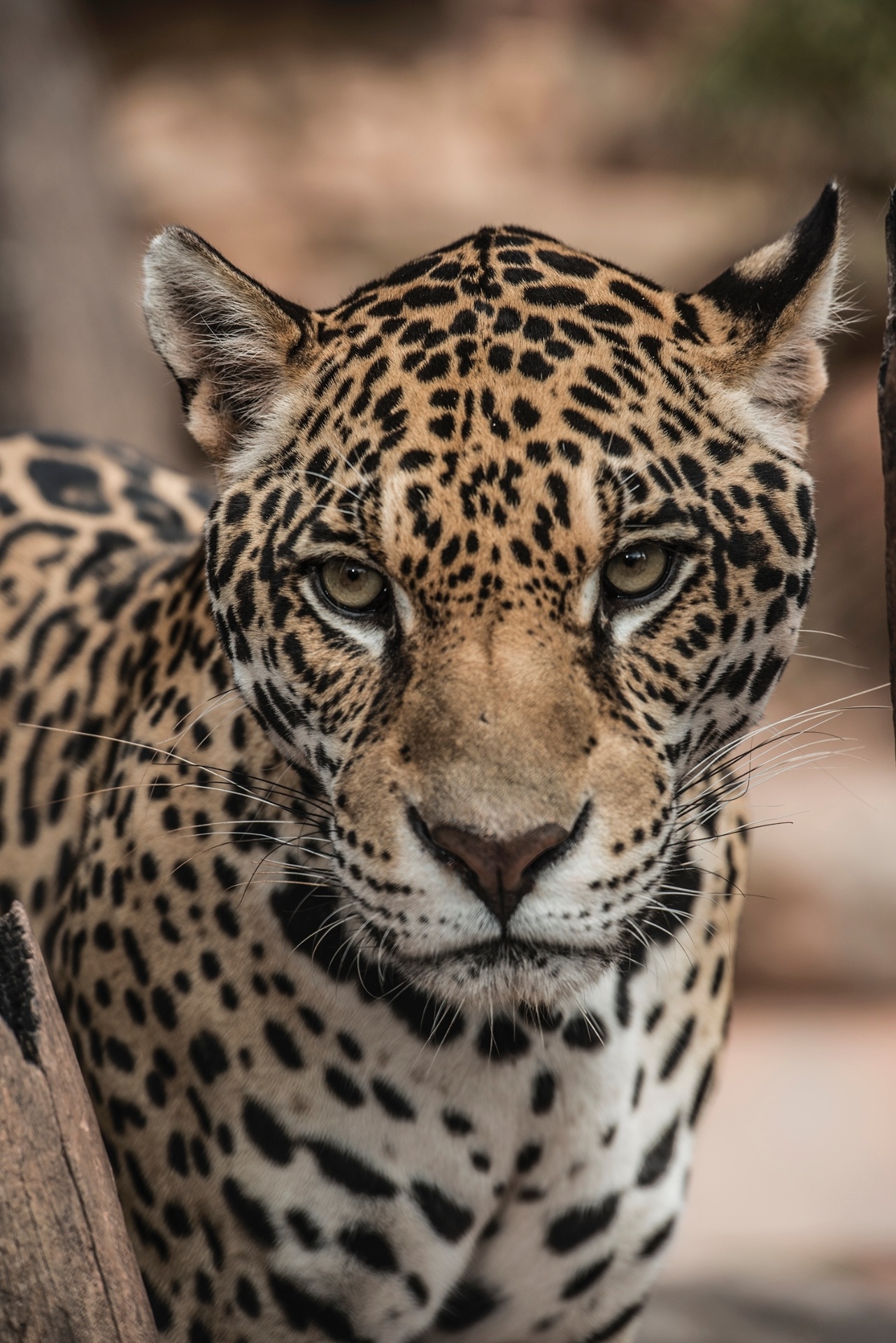 Fotos: Fotógrafos retratam felinos brasileiros ameaçados de extinção ...