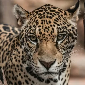 Puma concolor do Leste é oficialmente extinto nos EUA - 23/06/2015 - UOL  Notícias