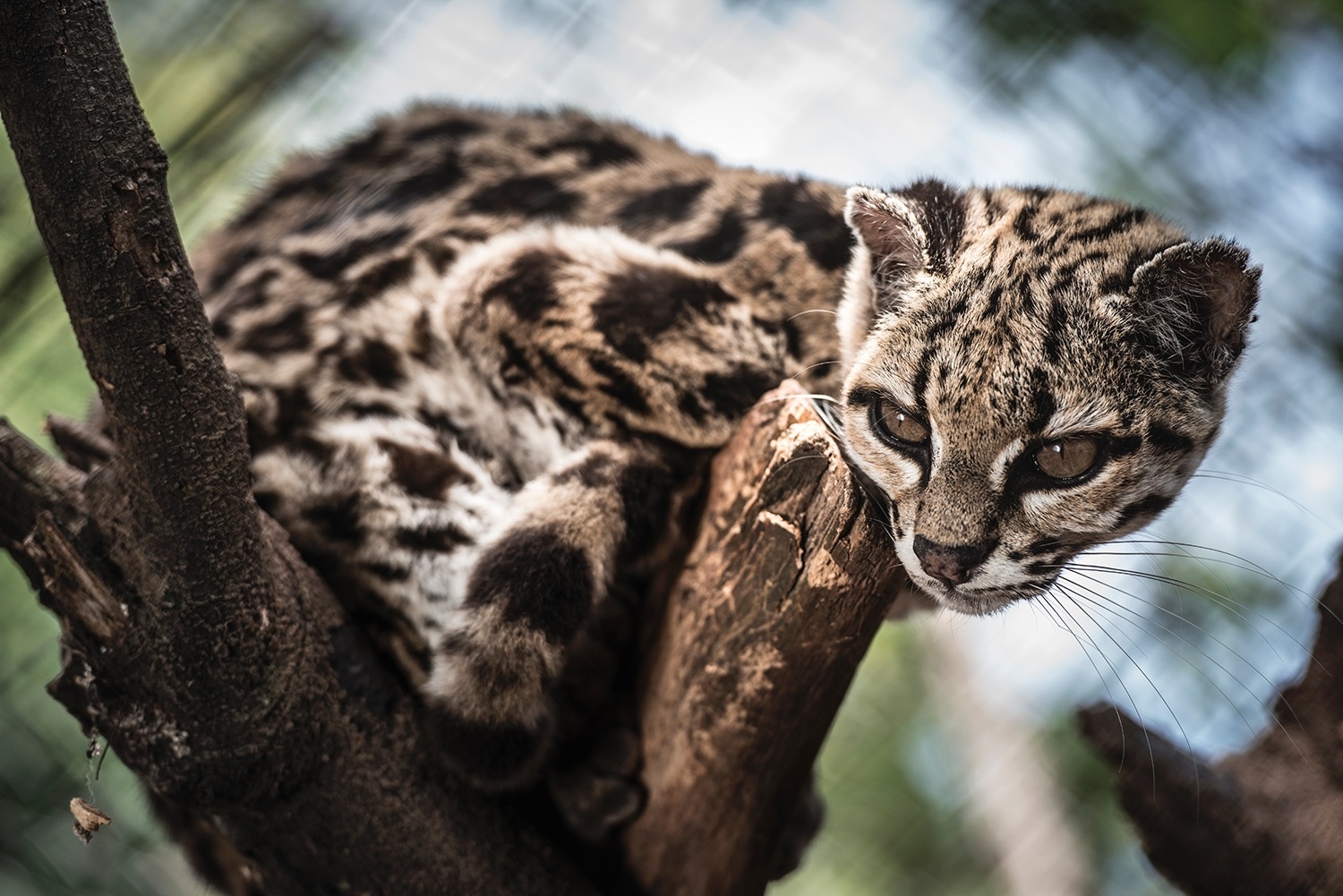 Fotos: Fotógrafos retratam felinos brasileiros ameaçados de extinção ...