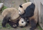 Zoo tenta acasalar pandas, mas o macho não "comparece" - Xue Yubin/Xinhua