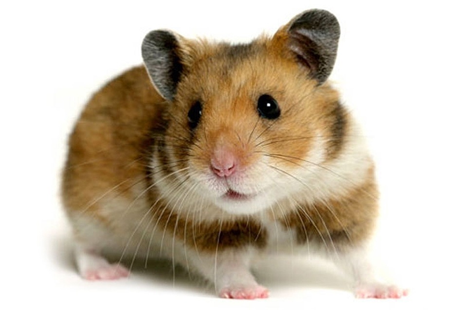Featured image of post Imagens De Um Hamster : Descubra a melhor forma de comprar online.