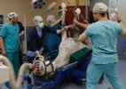 Cavalos de corrida são operados em hospital na Turquia - Murad Sezer/Reuters