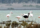 Raro flamingo preto é visto no Chipre - Marinos Meletiou/Reuters