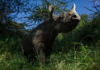 Exposição em SP mostra caça ilegal de rinocerontes na África - Érico Hiller