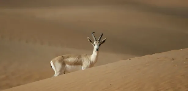 A gazela árabe do deserto tem cerca de 3000 animais vivendo na natureza. - Karim Sahib/AFP - Karim Sahib/AFP