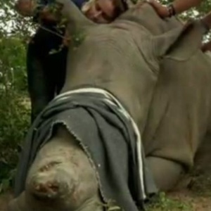 Rinoceronte tem chifre retirado por caçadores na África do Sul - BBC