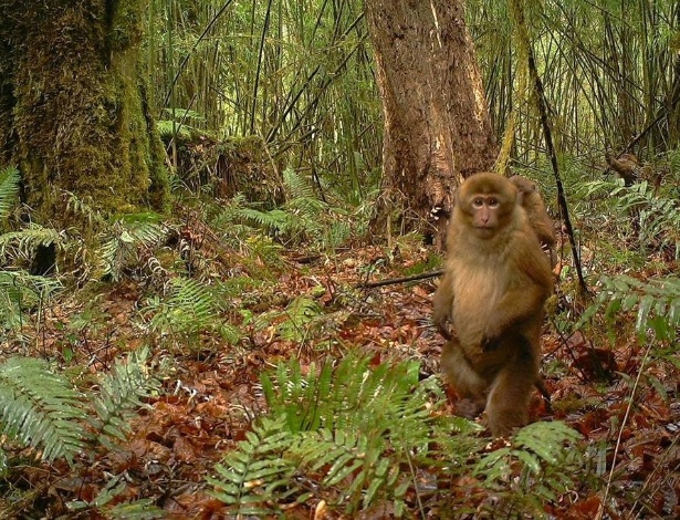 Nova espécie de macaco é descoberta no sudeste do Tibete: o Macaca leucogenys vive nas florestas do estado de Modog. De acordo com os pesquisadores, ele havia sido confundido com outra espécie, mas fotos revelaram diferenças no pênis do animal  - Cheng Li/Imaging Biodiversity/Tibet Forestry