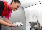 Fofura! Coalas australianos recebem tratamento VIP em voo - Qantas/BBC Brasil