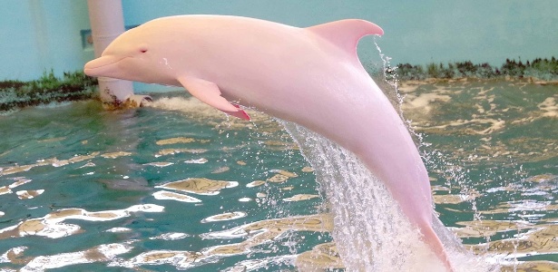  O único golfinho nariz-de-garrafa albino em cativeiro está preso há mais de um ano no Museu das Baleias de Taiji, no Japão - Noriko Funasaka /Taiji Whale Museum