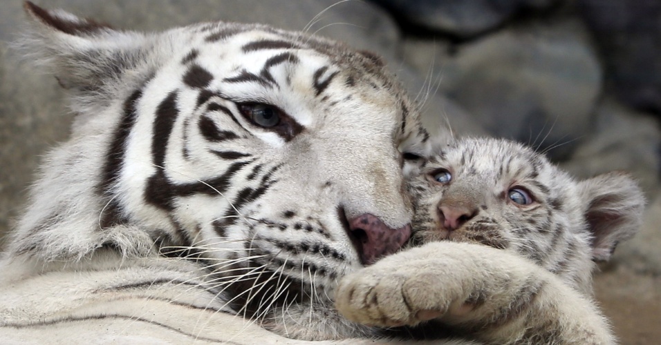 15.abr.2015 - Filhote de tigre branco brinca com a mãe no zoológico Tobu, em Saitama, no Japão