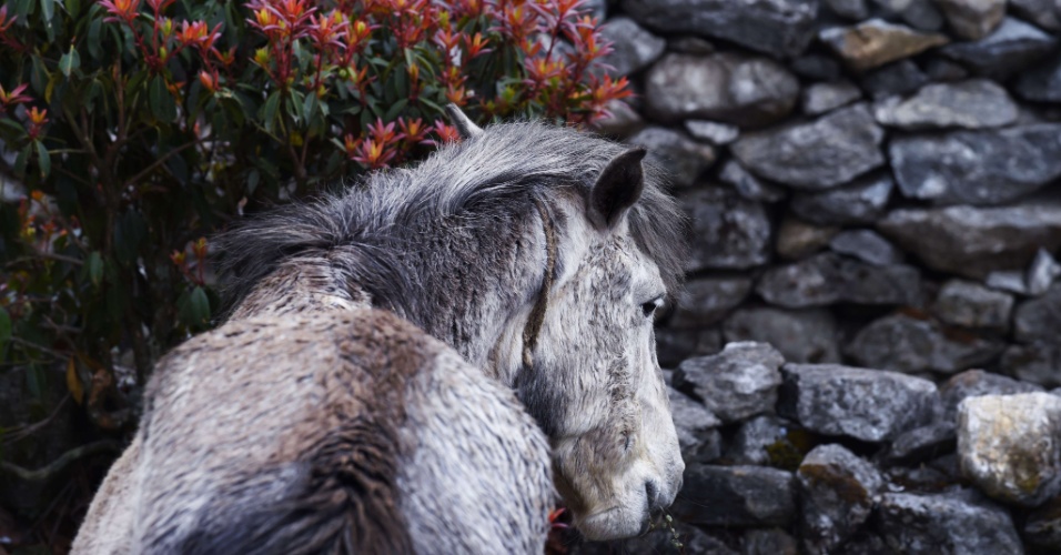 15.abr.2015 - Um cavalo para ao lado de uma parede de pedra na cidade de Lukla, no Nepal
