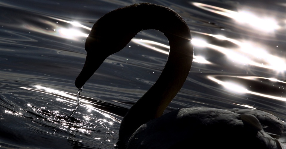 15.abr.2015 - Um cisne nada em um lado em Aitrang, na Alemanha