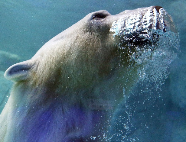 Urso polar mergulha no Aquário de São Paulo - Jose Patricio/Reuters