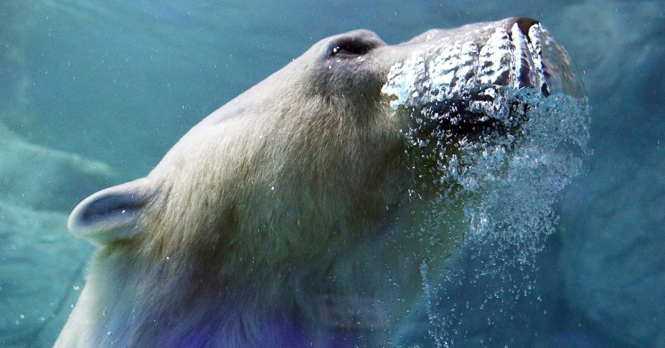 15.abr.2015 - Urso polar mergulha no Aquário de São Paulo