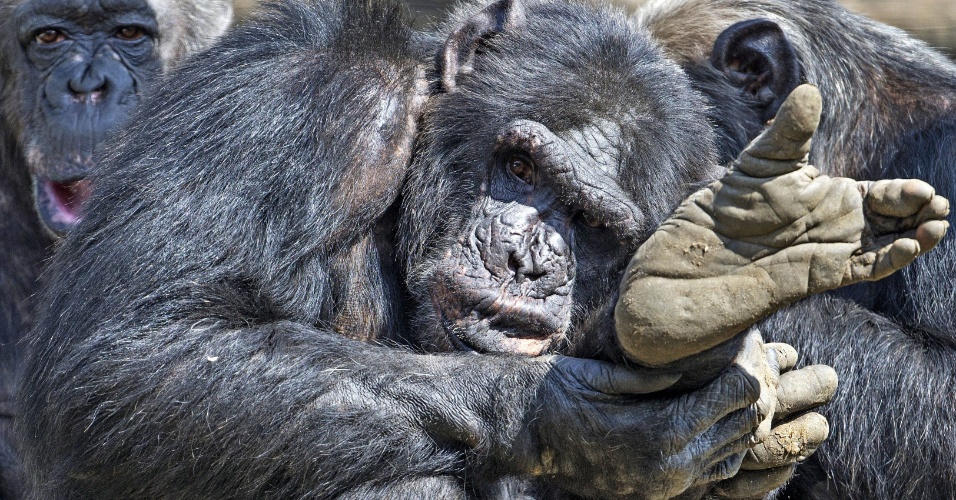 16.abr.2015 - Chimpanzés se reúnem em zoológico de Olmen, na Bélgica