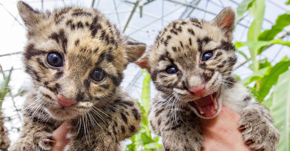 16.abr.2015 - Dois filhotes de leopardo são apresentados no jardim zoológico de Olmen, na Bélgica
