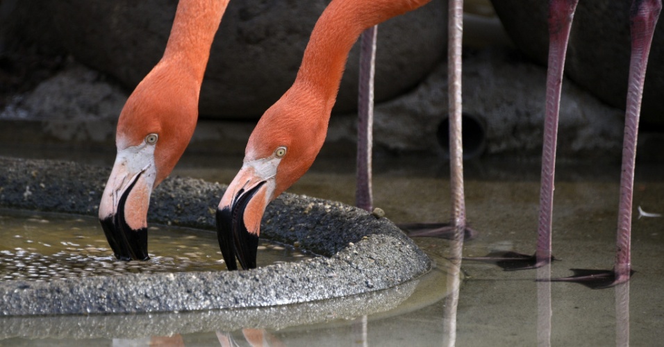 16.abr.2015 - Dois flamingos bebem água em zoológico em Tóquio, no Japão