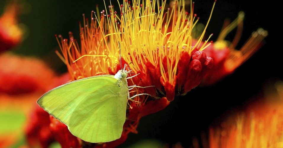 16.abr.2015 - Uma borboleta migradora pousa em uma flor, em jardim de Bhopal, na Índia