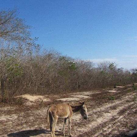 Jumento abandonado na beira da estrada, em Itapipoca, Ceará - Ciro Barros/Agência Pública