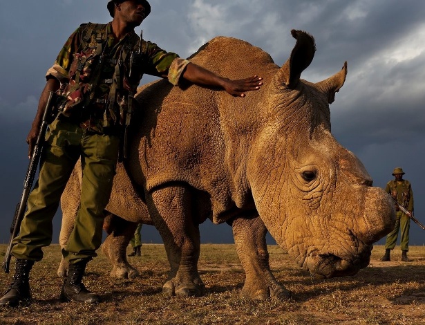 O rinoceronte Sudão vive em uma reserva ambiental no Quênia protegido por homens armados para evitar ser presa da caça ilegal - Brent Stirton/OI Pejeta