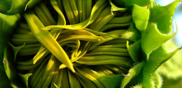 Imagem aproximada de um botão de girassol. As primeiras flores surgiram na Terra há 130 milhões de anos, durante o período cretáceo - Amy White and Al Petteway/National Geographic Creative