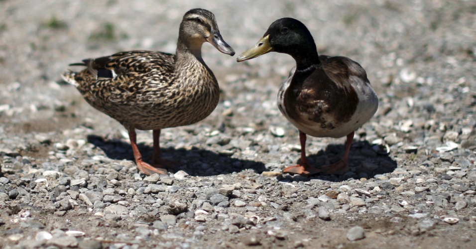 17.abr.2015 - Patos andam no leito seco do lago Casitas, em Ojai, na Califórnia (EUA)