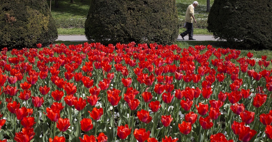 17.abr.2015 - Um homem caminha junto a uma plantação de tulipas vermelhas durante um dia ensolarado no parque Kalemegdan, em Belgrado, na Sérvia