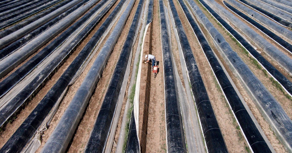 20.abr.2015 - Fazendeiro trabalha em plantação de aspargo, perto de Schoench, na Alemanha