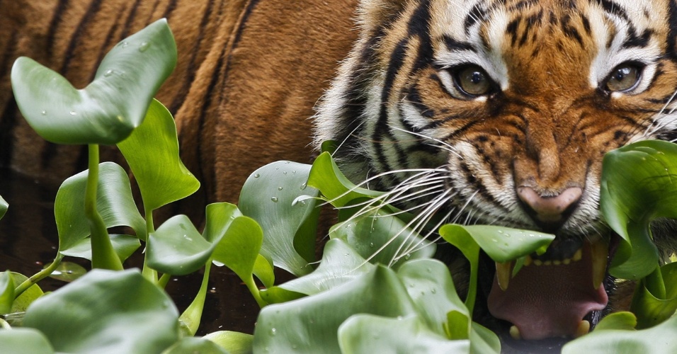 20.abr.2015 - Ao avistar fotógrafo, tigre abre a boca dentro de sua jaula no zoológico nacional de Kuala Lumpur, na Malásia