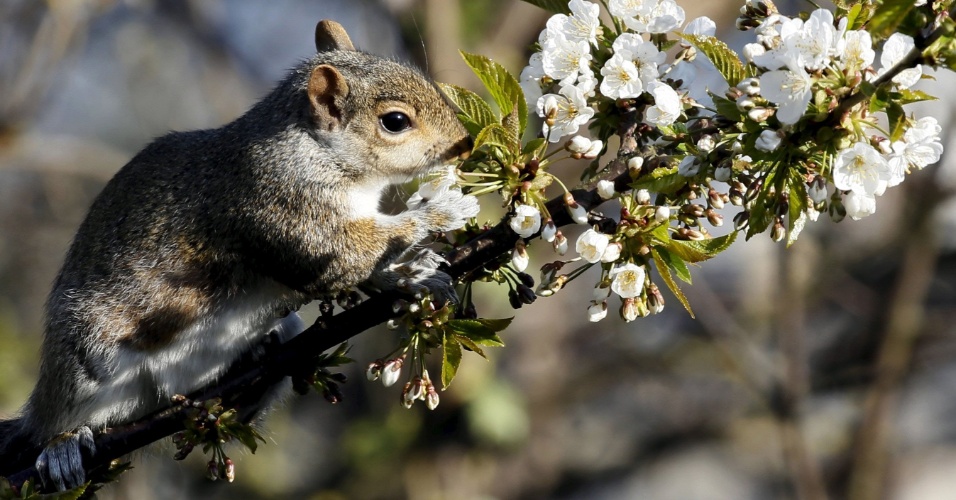 22.abr.2015 - Esquilo sobe em um galho de árvore de cereja em um jardim em Londres, na Inglaterra