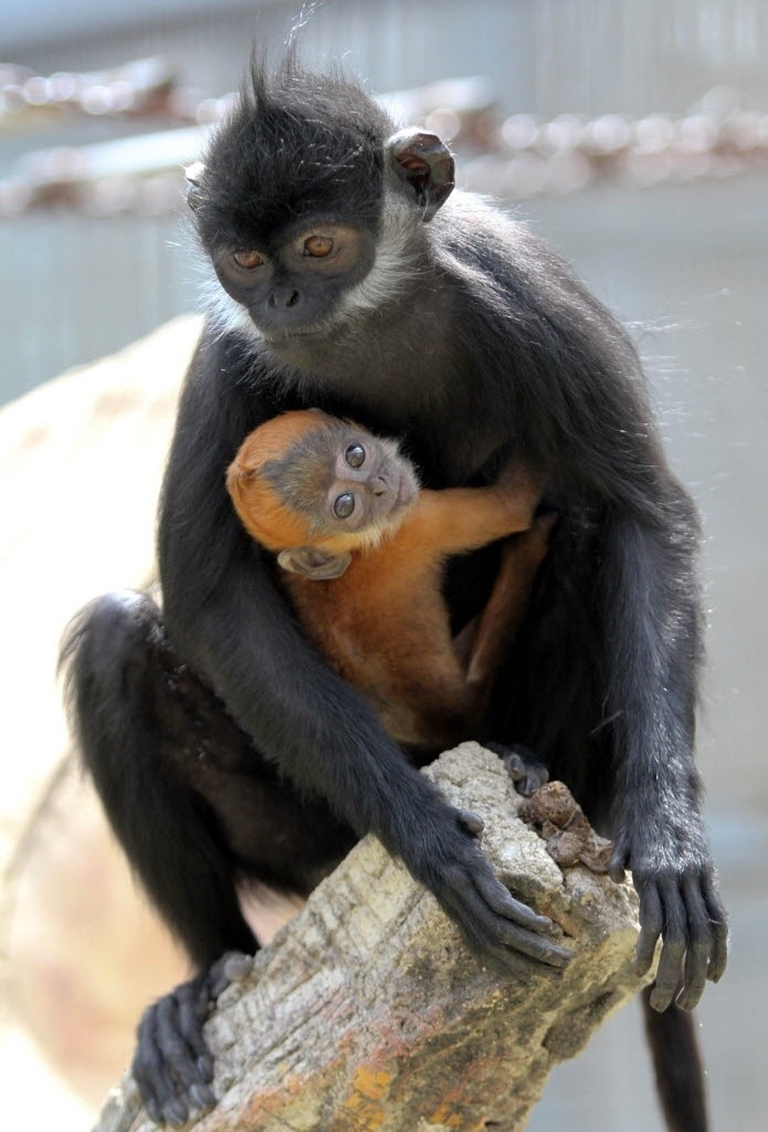 Mamãe MACACO carrega FILHOTE que MORREU! #bichos #biologia