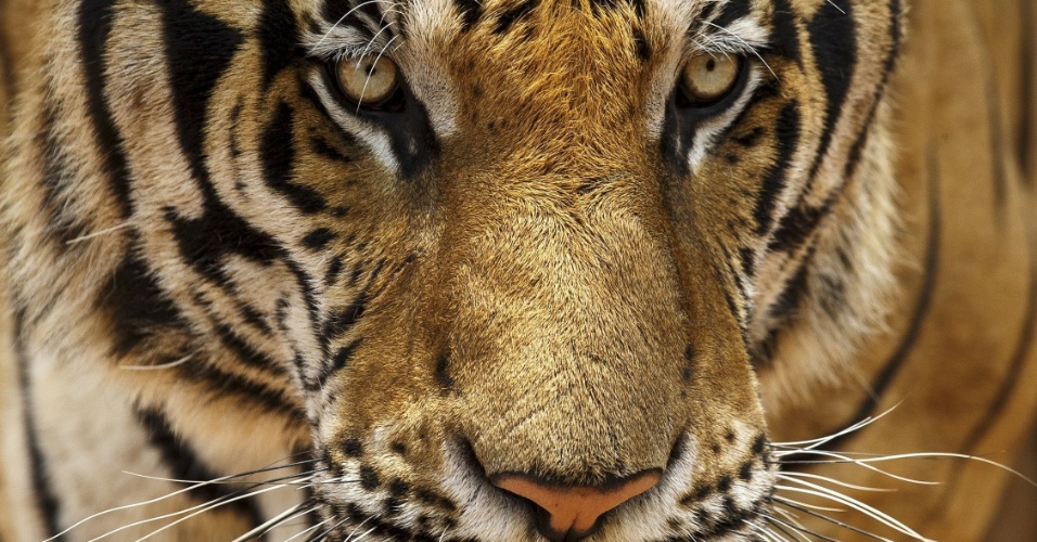 24.abr.2015 - Um tigre passeia em Kanchanaburi, na Tailândia