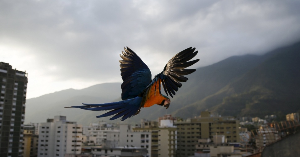 24.abr.2015 - Uma arara voa sobre edifícios com a montanha Avila ao fundo, em Caracas, na Venezuela