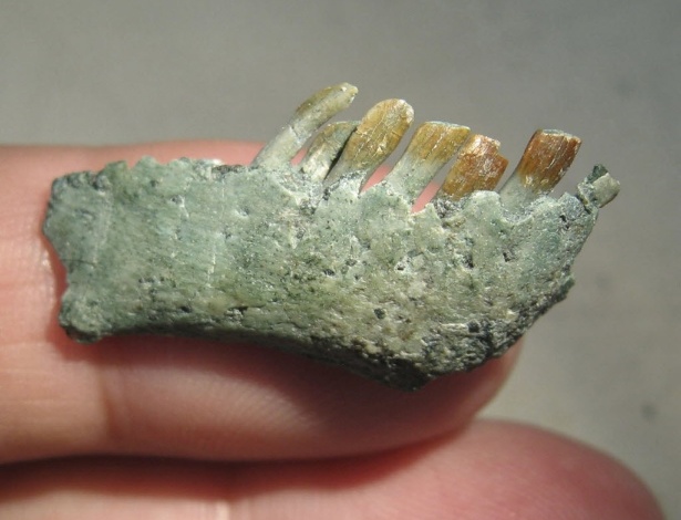 Mandíbula e dentes de um Chilesaurus diegosuarezi são exibidos nesta foto sem data fornecida pela Universidade de Birmingham, na Inglaterra - Fernando Novas/Universidade de Birmingham/Reuters