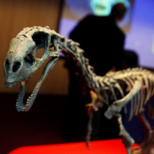 Fóssil da espécie inédita de dinossauro descoberta no Sul do Chile e divulgada no final de abril -  EFE/Sebastian Silva