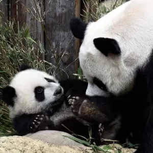 Imprimir Conjunto Pandas Bonitos Panda Tem Aniversário Panda Está