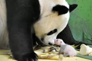 Imprimir Conjunto Pandas Bonitos Panda Tem Aniversário Panda Está