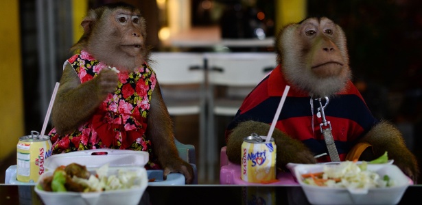 Fotos: Malaio leva macacos de estimação para jantar - 30/04/2015