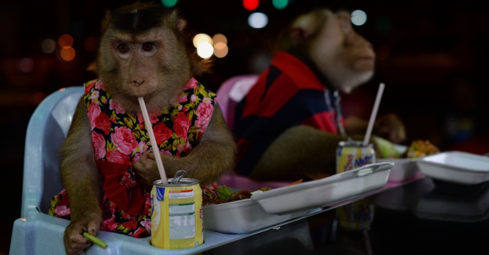 29.abr.2015 - Um casal de macacos de estimação janta em um restaurante em Kuala Lumpur, na Malásia