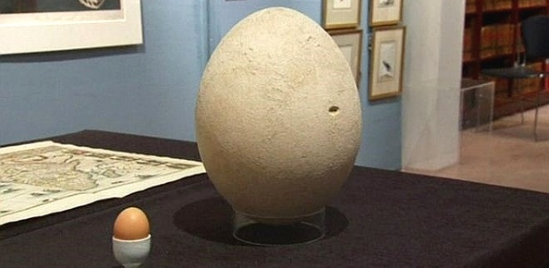 Um raro ovo gigante de um pássaro africano já extinto deve ser vendido em leilão - BBC Brasil