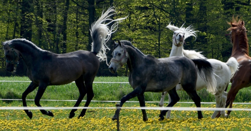30.abr.2015 - Cavalos do Circo Salino pastam em Aukrug, na Alemanha