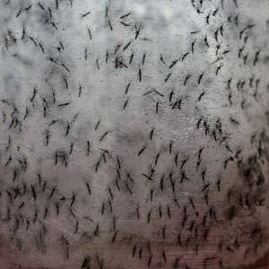 Aedes geneticamente modificados são liberados em Piracicaba - Paulo Whitaker/Reuters