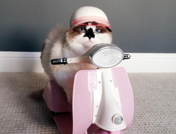 Albert Baby Cat é um dos finalistas do concurso America's Next Cat Star