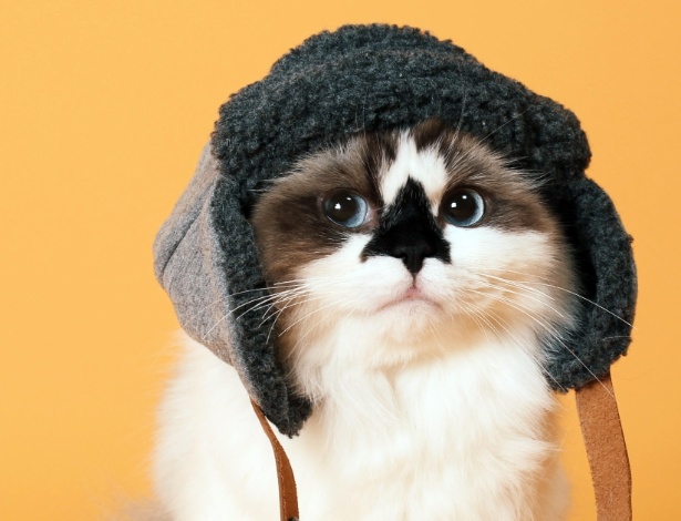 Albert Baby Cat é um dos finalistas do concurso America's Next Cat Star