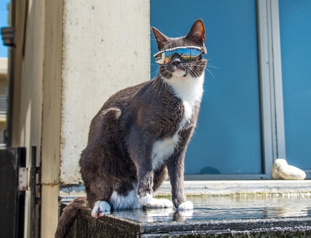 Bagel é uma das finalistas do concurso America's Next Cat Star