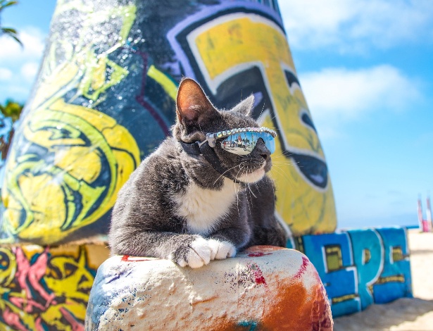 Bagel é uma das finalistas do concurso America's Next Cat Star