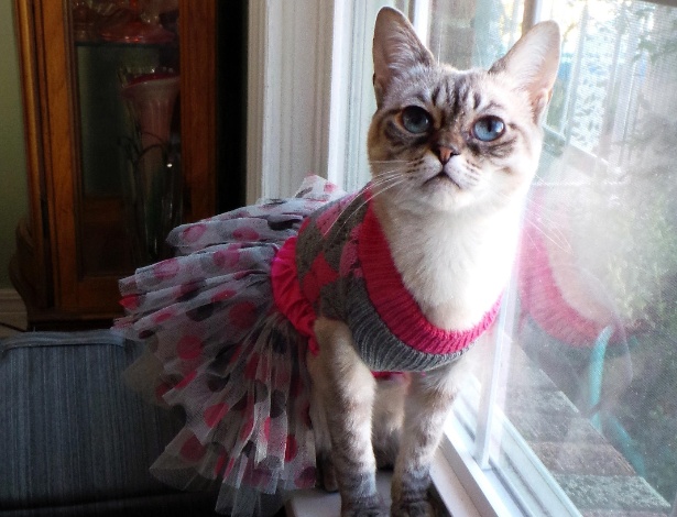 Sauerkraut é uma das finalistas do concurso America's Next Cat Star